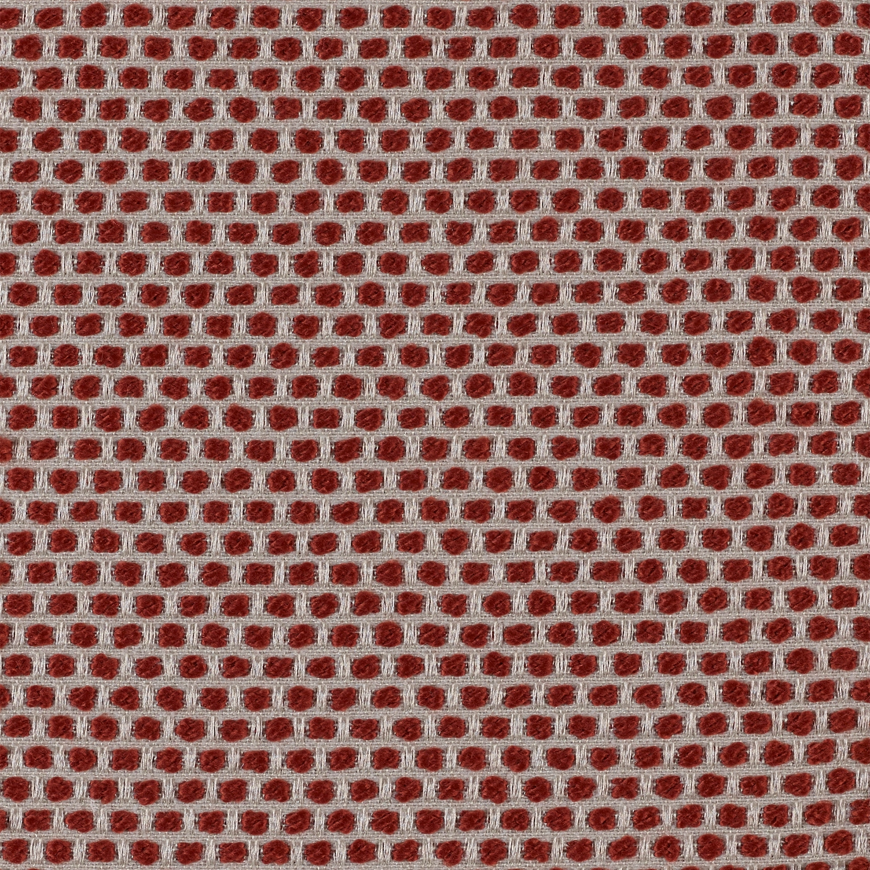 Spotty - Image 2