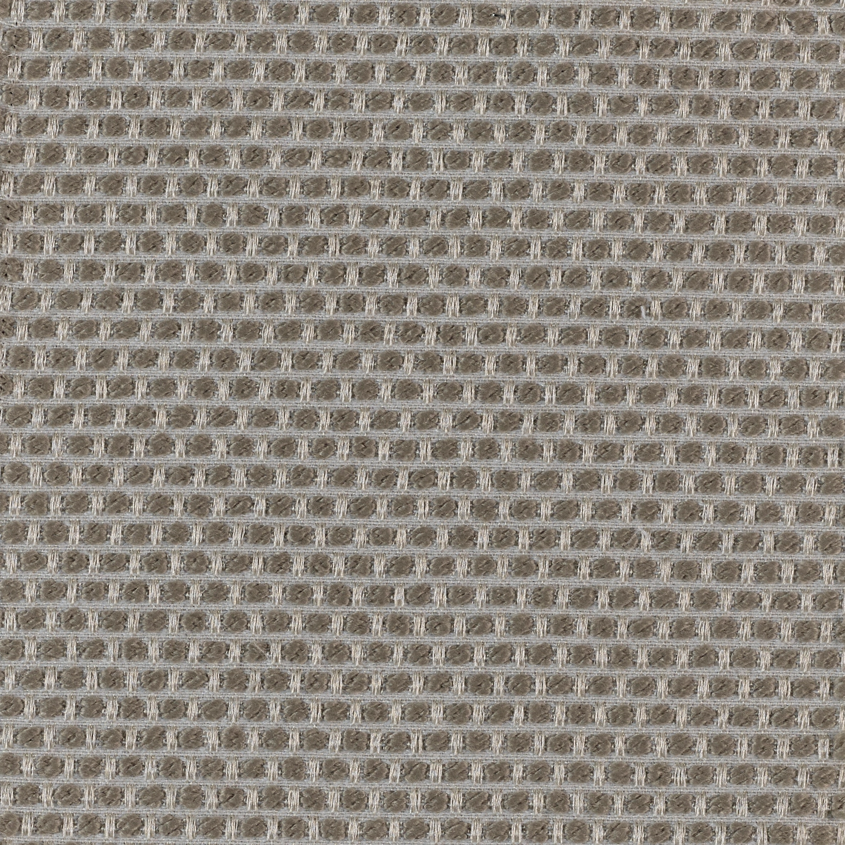 Spotty - Image 4