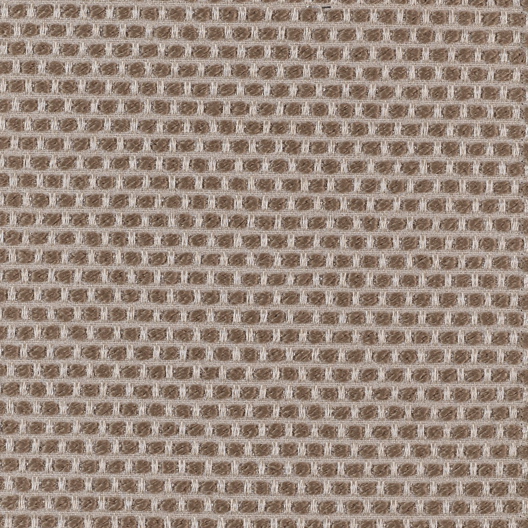 Spotty - Image 8