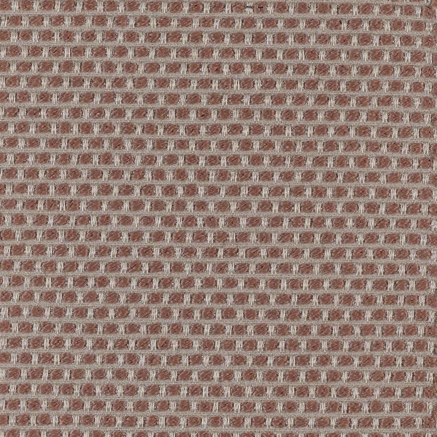 Spotty - Image 9