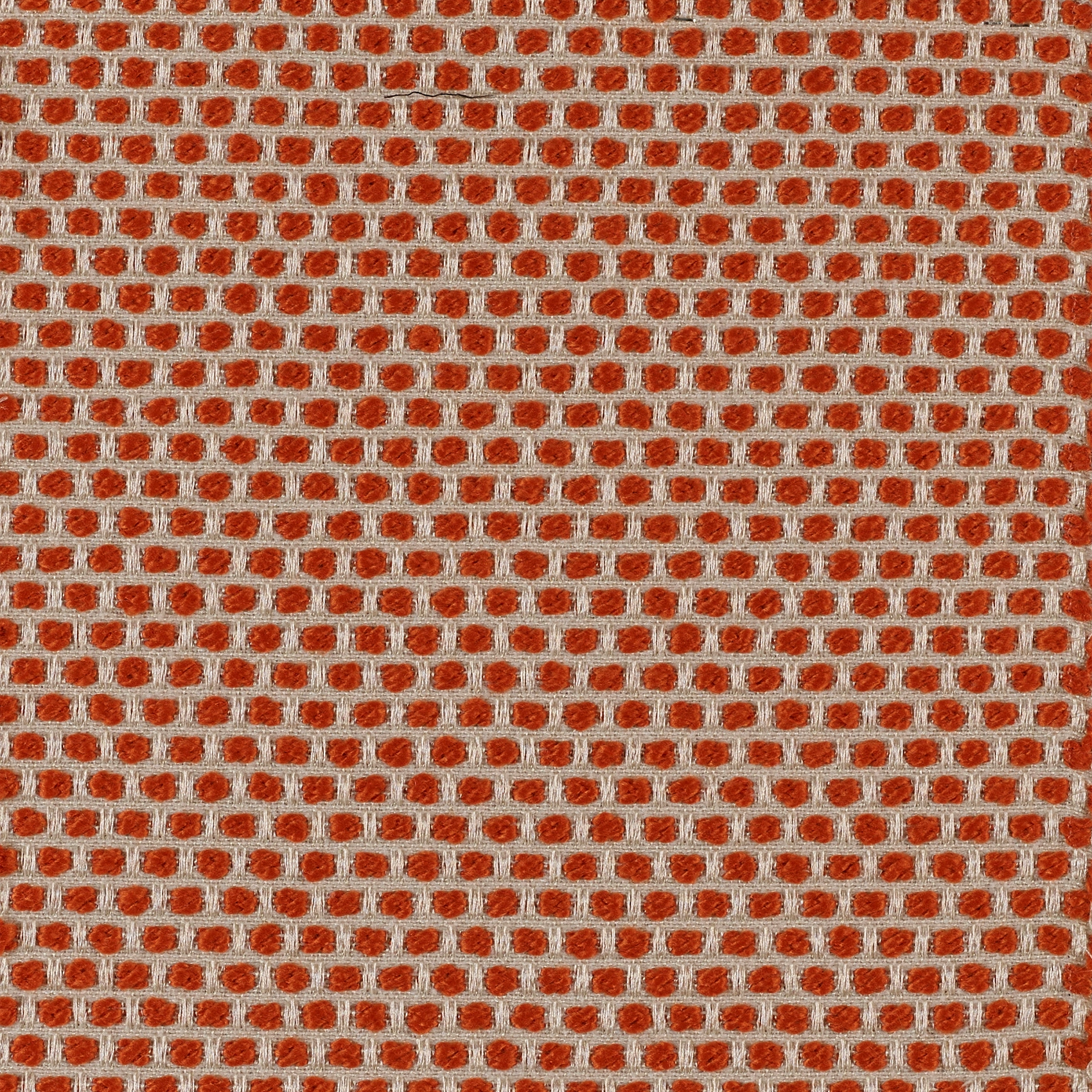 Spotty - Image 10
