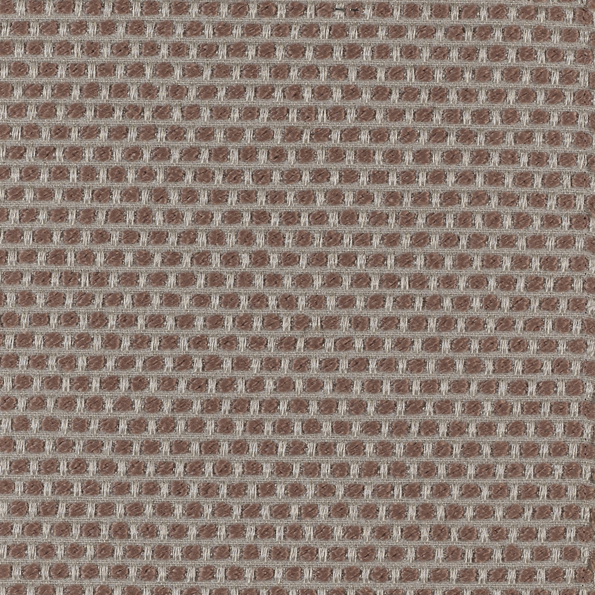 Spotty - Image 8