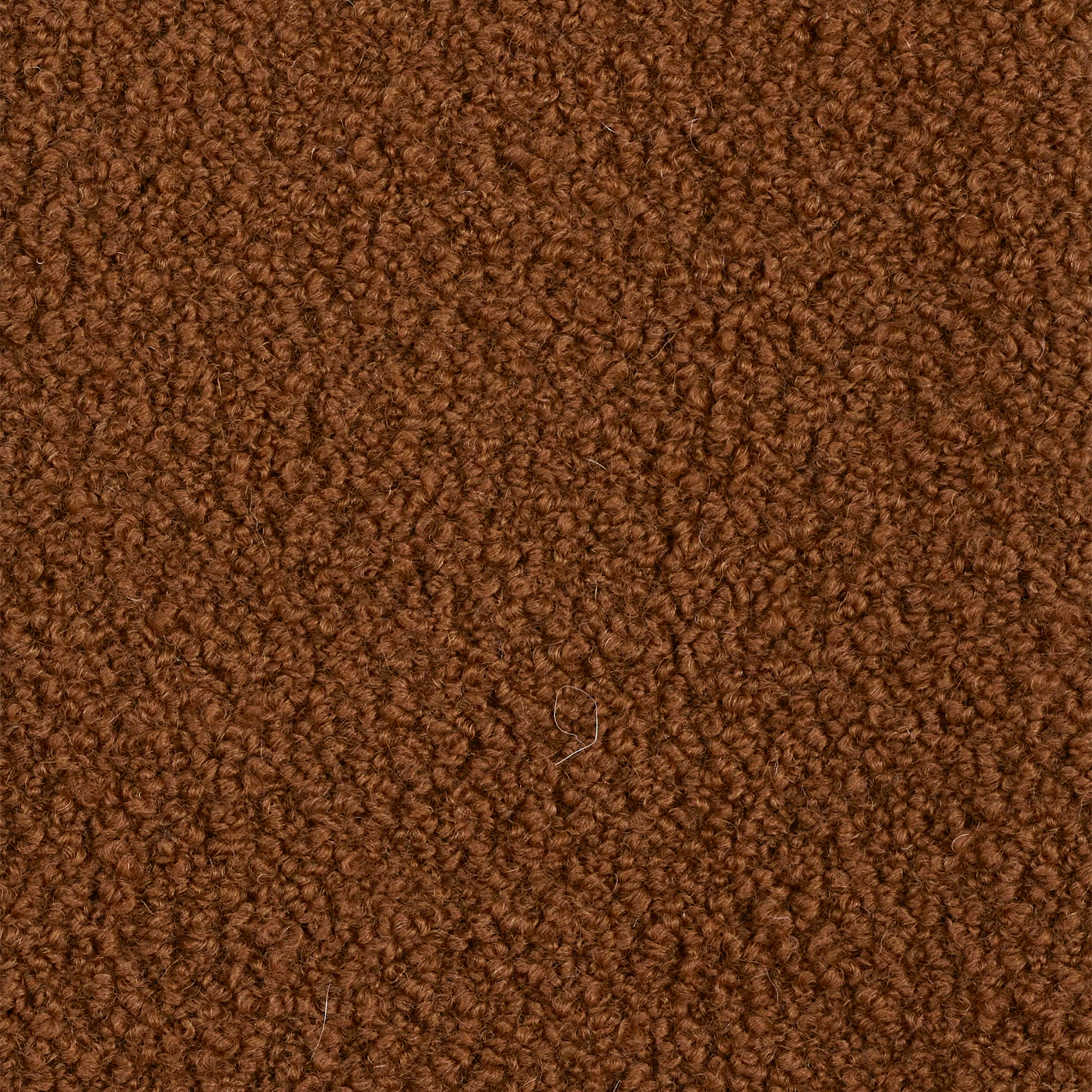 Alpaca - Image 1