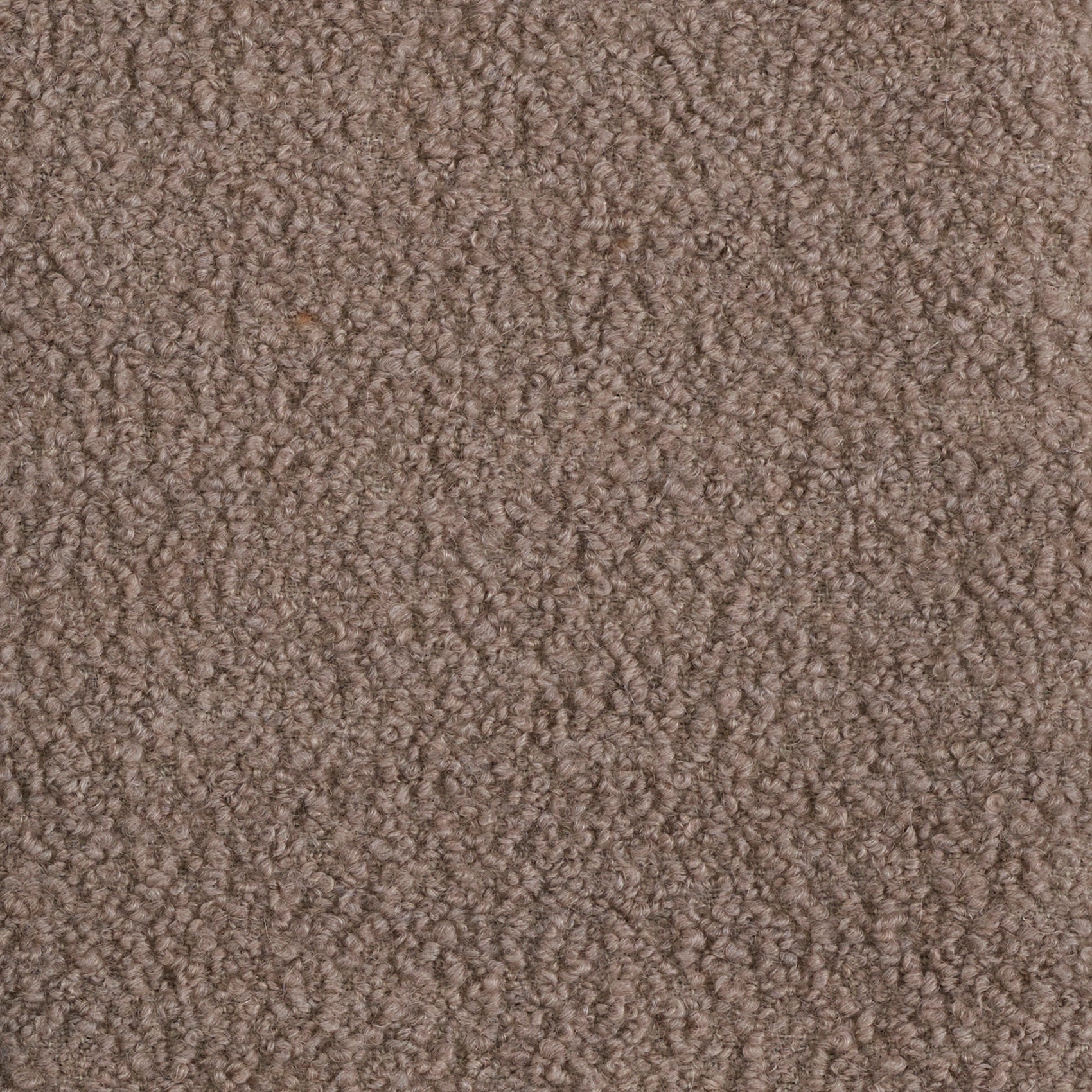 Alpaca - Image 2