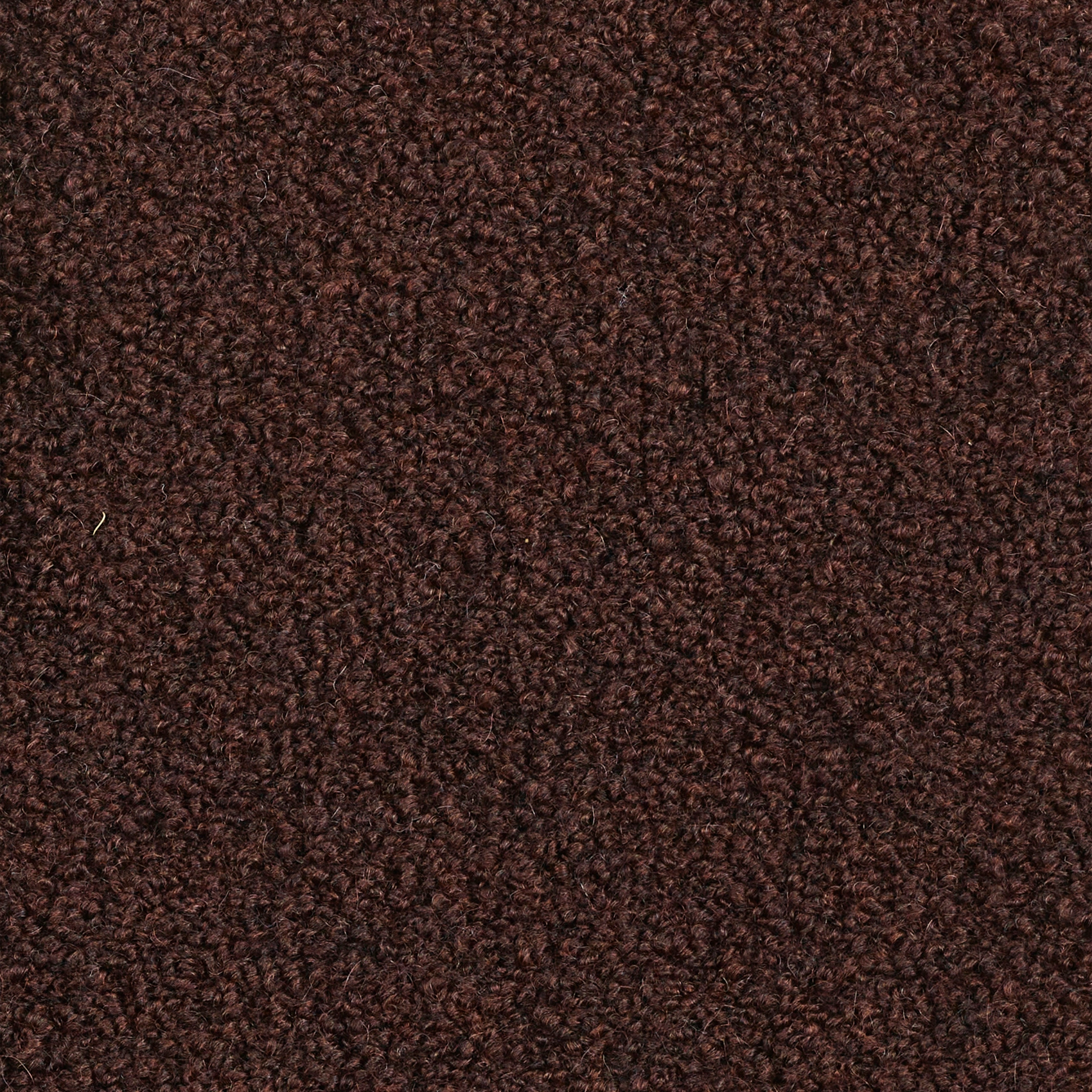 Alpaca - Image 3