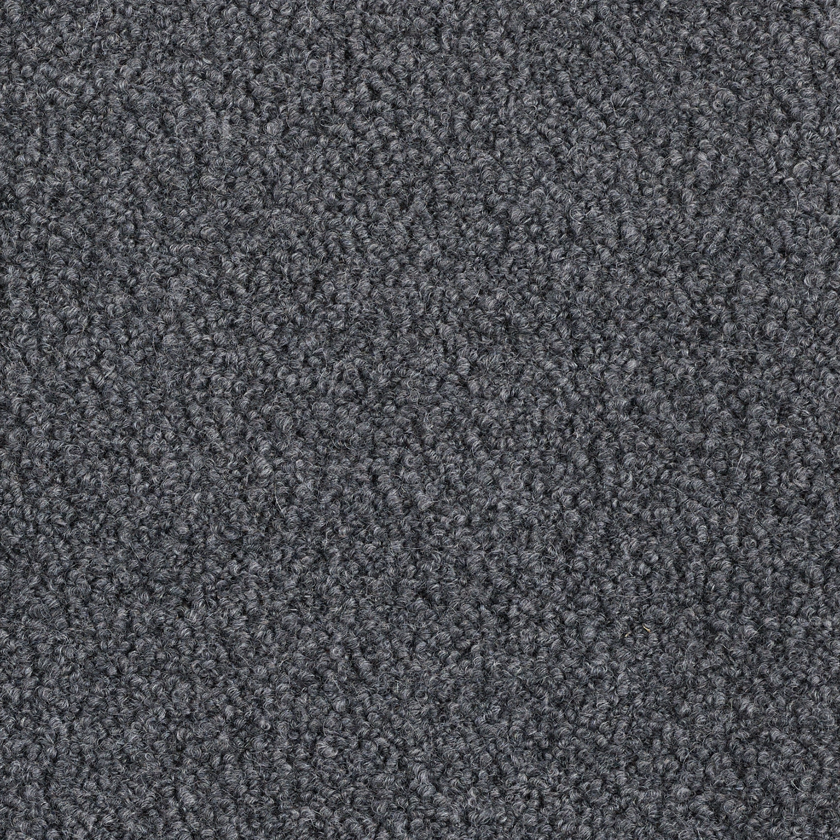 Alpaca - Image 4