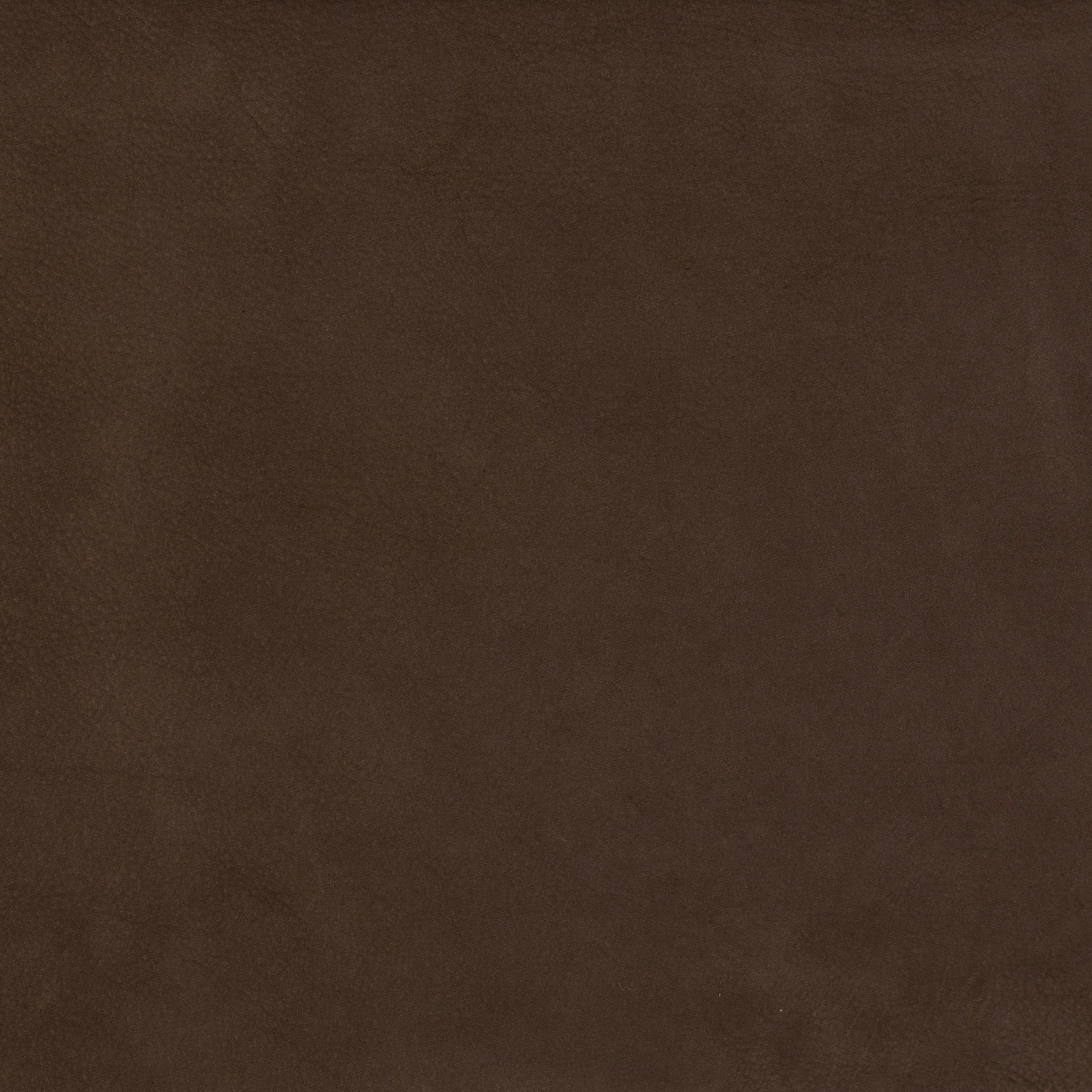 Mole - Image 6