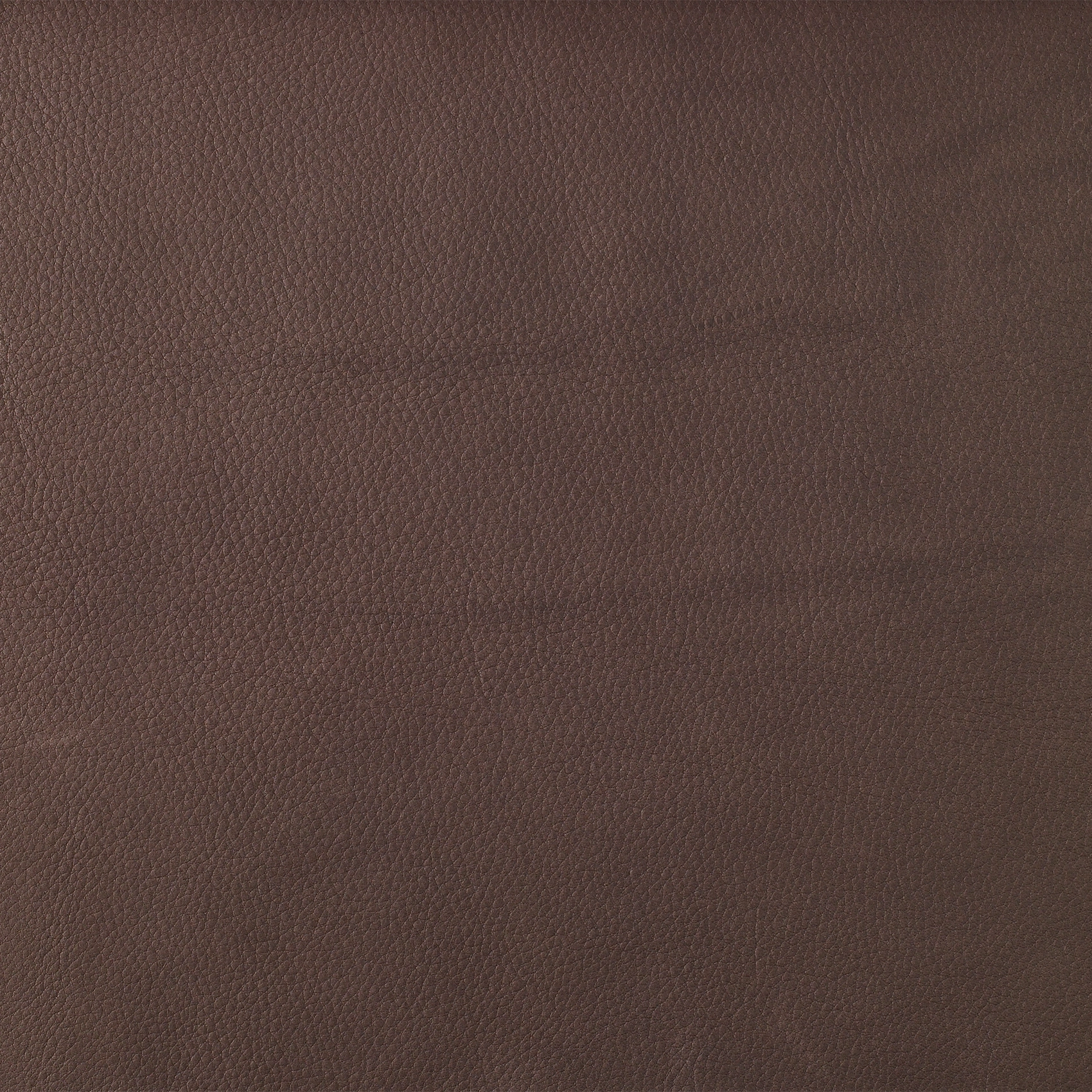 Mimosa - Image 1